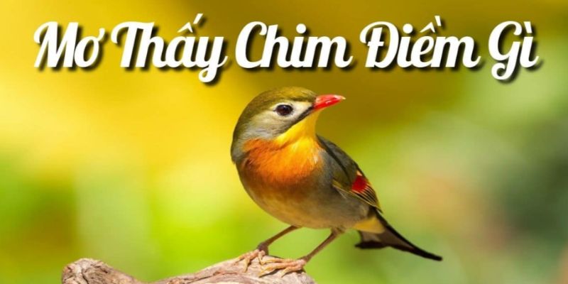 Đôi nét về giấc mơ thấy chim